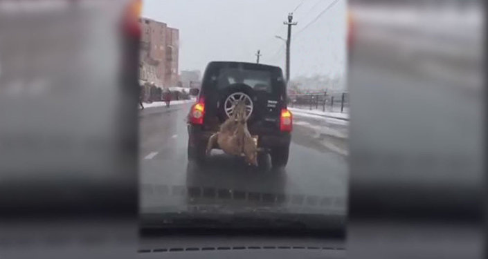 Привязанный к внедорожнику мертвый волк попал на видео во Владикавказе Привязанный к внедорожнику мертвый волк попал на видео во Владикавказе